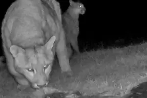 Pumas cazando salmones: la sorprendente escena registrada en r�os de la Patagonia argentina
