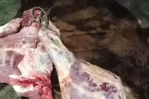 Abigeato: secuestran media res en Santa Rosa y no hay detenidos