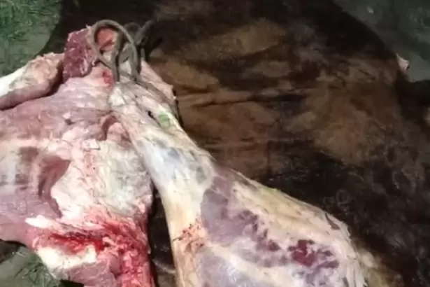 Abigeato: secuestran media res en Santa Rosa y no hay detenidos