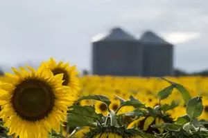 R�cord del agro argentino: la molienda de girasol super� las 564.000 toneladas en marzo
