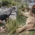 Crueldad animal en Catamarca: imputaron al hombre que se grab� matando a un puma