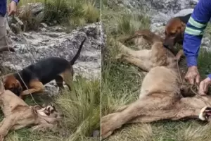 Crueldad animal en Catamarca: imputaron al hombre que se grab� matando a un puma