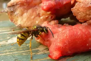 Cortaba un �rbol sin saber que adentro hab�a un panal avispas carn�voras: �qu� le pas�?