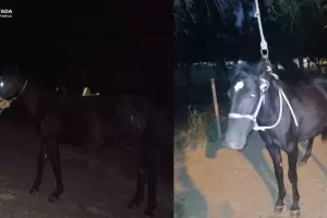 Rescatan un caballo suelto en la ruta en Capay�n