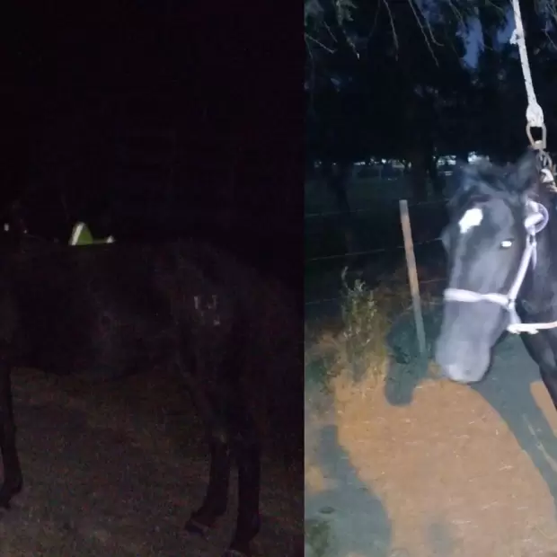 Rescatan un caballo suelto en la ruta en Capay�n