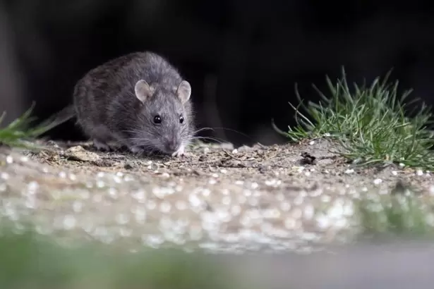 Qu� es el hantavirus, la enfermedad que dej� tres muertos en un crucero