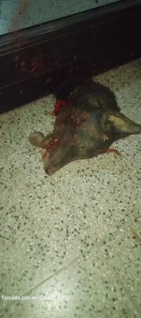 fimbala vandalismo y amenazas
