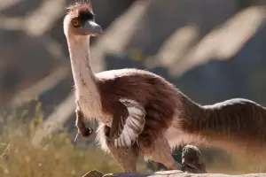 Un dinosaurio hallado en R�o Negro era m�s grande de lo que se cre�a: cu�nto med�a