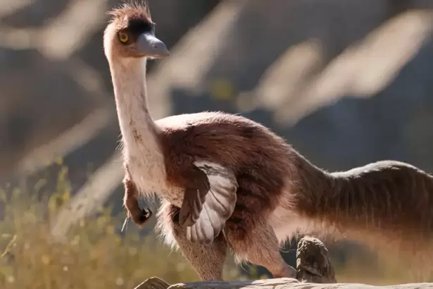 Un dinosaurio hallado en R�o Negro era m�s grande de lo que se cre�a: cu�nto med�a