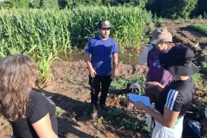 Confirman por primera vez la presencia del achaparramiento del ma�z en Colonia del Valle