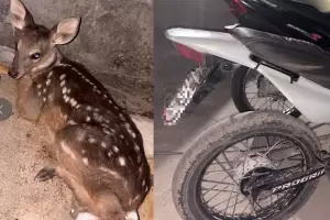 Operativos: secuestran motos y detectan transporte ilegal de una corzuela