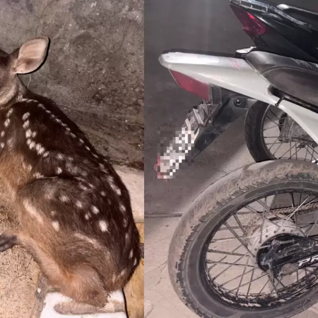 Operativos: secuestran motos y detectan transporte ilegal de una corzuela