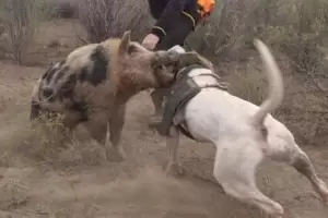 Un perro enfrent� a un jabal� de 200 kilos para salvar la vida de su due�o
