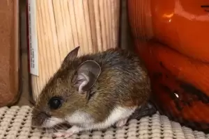 Cient�ficos eval�an si el rat�n transmisor de hantavirus se encuentra en Ushuaia