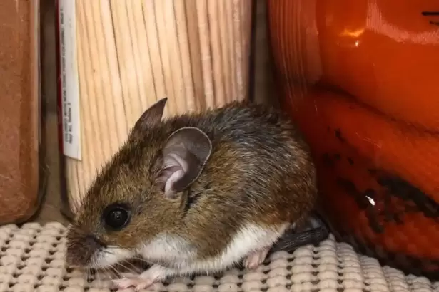 Cient�ficos eval�an si el rat�n transmisor de hantavirus se encuentra en Ushuaia