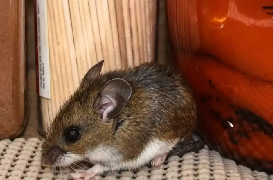 Rat�n colilargo