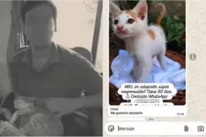 Horror: denunciaron a un joven por adoptar, torturar y matar al menos 16 gatos