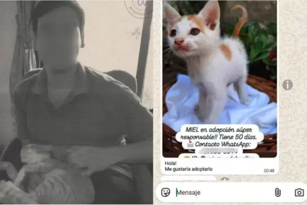 Horror: denunciaron a un joven por adoptar, torturar y matar al menos 16 gatos