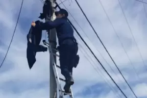 Catamarca: dos gatitos subieron a postes de luz y fueron rescatados