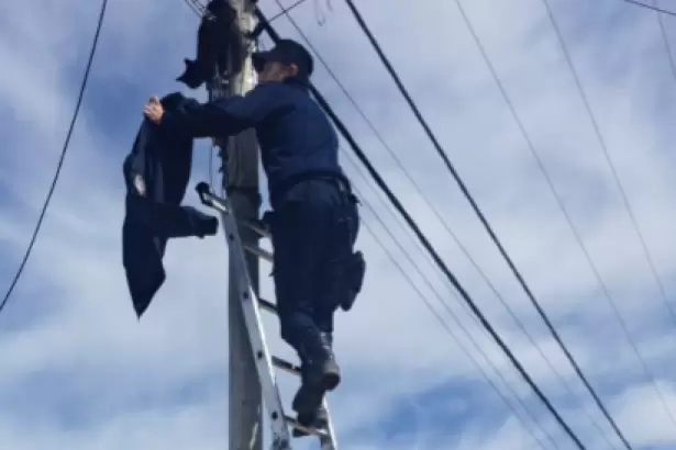 Catamarca: dos gatitos subieron a postes de luz y fueron rescatados