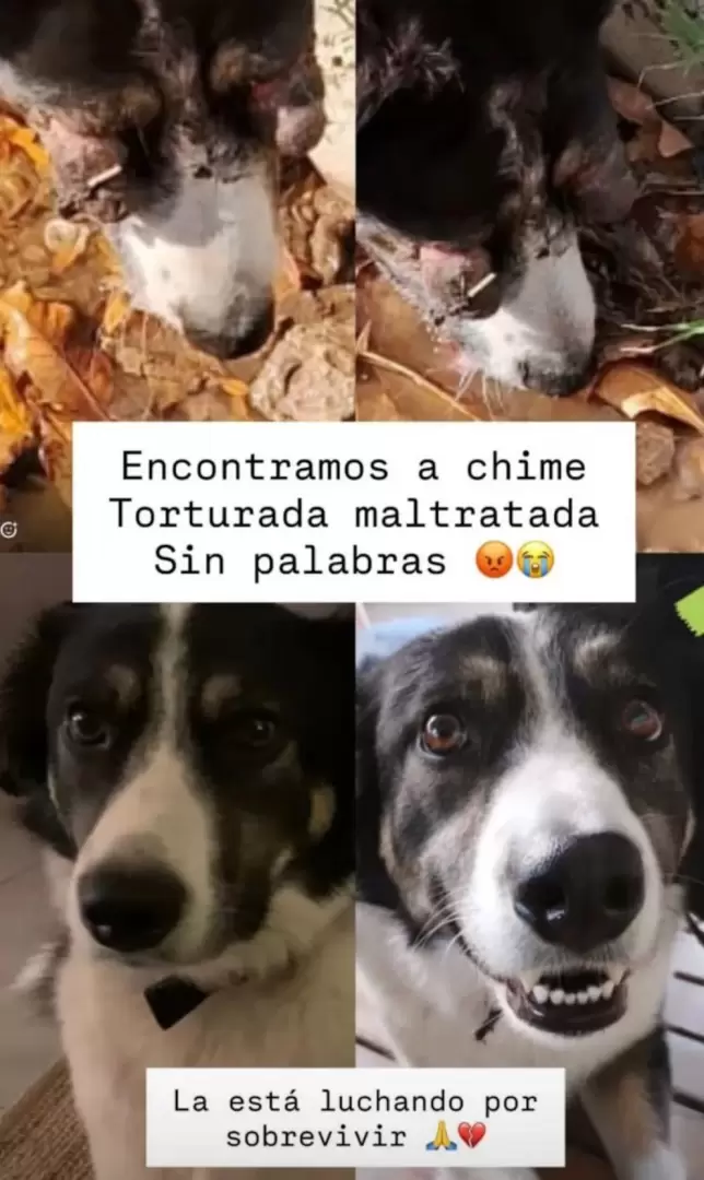 maltrato animal chimenea