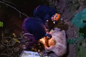 Polic�as salvaron a un potrillo que pas� tres d�as atrapado en una fosa