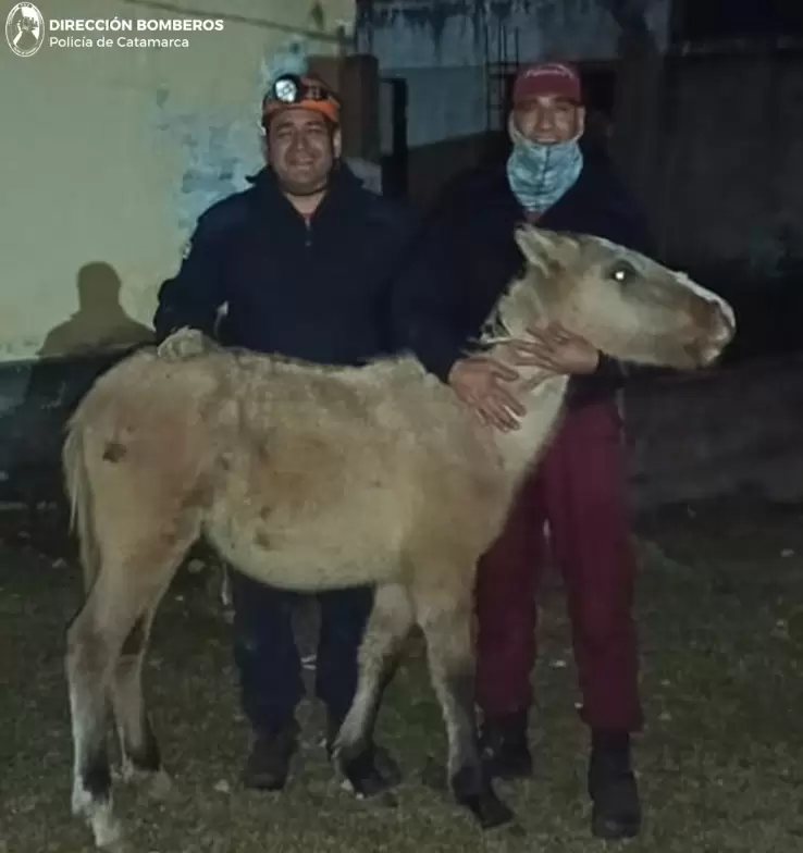 potrillo rescatado