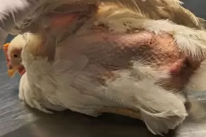 Indignaci�n por "Elvira", la gallina rescatada tras ser maltratada en los festejos de Belgrano