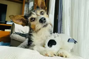 Cu�nto tiempo puede quedarse tu perro solo en casa, seg�n los especialistas