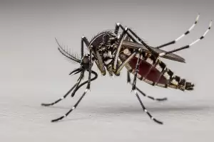 M�s del 50% de los adultos en Argentina ya estuvo expuesto al dengue: qu� alert� un estudio