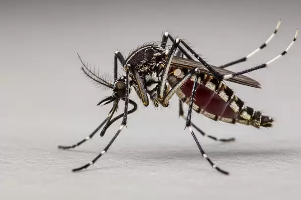 M�s del 50% de los adultos en Argentina ya estuvo expuesto al dengue: qu� alert� un estudio