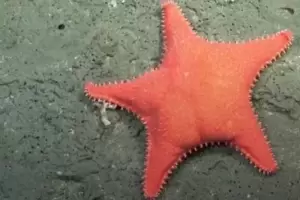 La nueva misi�n en el fondo del mar argentino que har� el Conicet: cu�ndo es y de qu� se trata