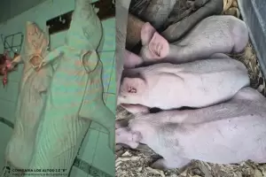 Catamarca: recuperaron animales vinculados a una denuncia por abigeato