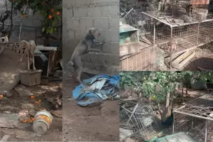 Allanamiento por maltrato animal: rescataron 63 animales