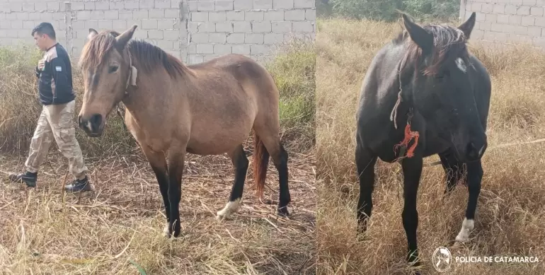 maltrato animal