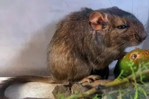 Hito mundial: cient�ficos argentinos descubren un mam�fero desconocido para la ciencia