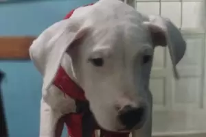 Robo de mascotas: recuperan un Dogo Argentino que hab�a sido sustra�do