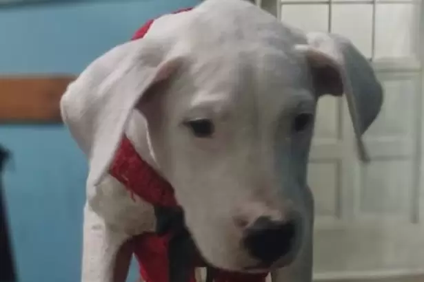 Robo de mascotas: recuperan un Dogo Argentino que hab�a sido sustra�do