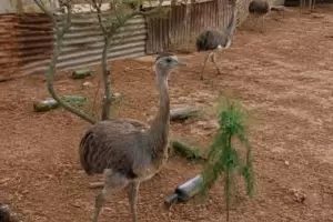 Golpe al tr�fico de fauna silvestre: rescatan a tres suris