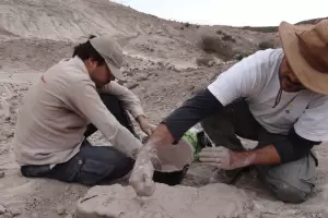 Hallaron en La Rioja los f�siles de un reptil de 237 millones de a�os anterior a los dinosaurios