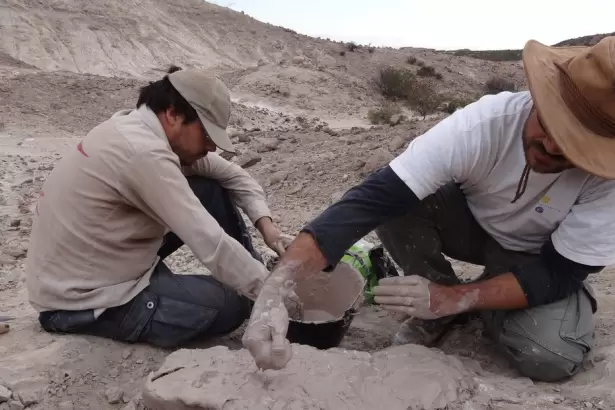 Hallaron en La Rioja los f�siles de un reptil de 237 millones de a�os anterior a los dinosaurios