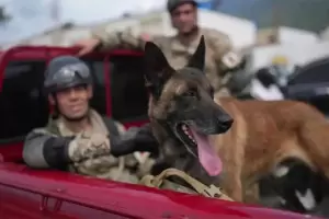 VIDEO: un perro argentino fue clave para rescatar con vida a dos ni�os en Venezuela