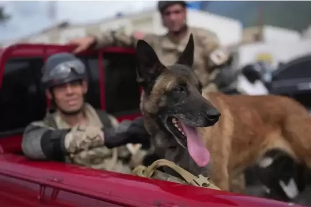 VIDEO: un perro argentino fue clave para rescatar con vida a dos ni�os en Venezuela