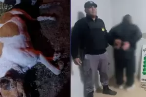 Brutalidad animal: ahorc� a sus perros y los mat� a garrotazos