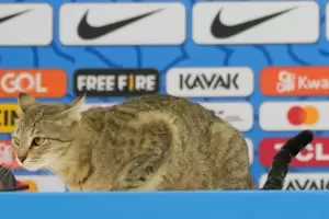 La "maldici�n del gato" volvi� a ser tendencia tras la eliminaci�n de Brasil del Mundial 2026