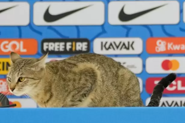 La "maldici�n del gato" volvi� a ser tendencia tras la eliminaci�n de Brasil del Mundial 2026