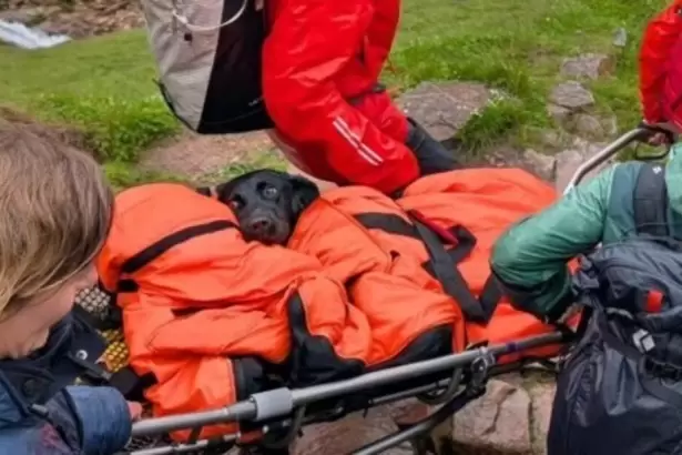 Un grupo de rescatistas debi� evacuar a una perra de una monta�a por haber ingerido marihuana