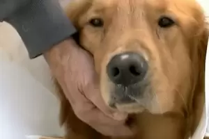 Locura: lo mordi� el perro del vecino, lo amenaz� de muerte y le dispar� al animal