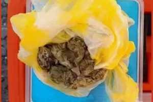 Secuestran marihuana en un control a un colectivo de larga distancia