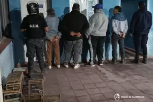 Catamarca: secuestran aves canoras y aprehenden a cuatro personas